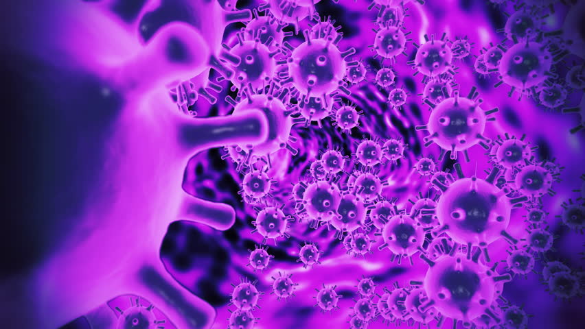 COVID19 coronavirus infection visualization. Patoghen cells inside infected human shown as purple neon spherical microorganisms on black background. Abstract concept in 3d rendering close up 4K video.