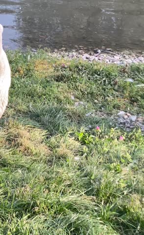 Pelican cleaning feathers and spreading wings on the grass