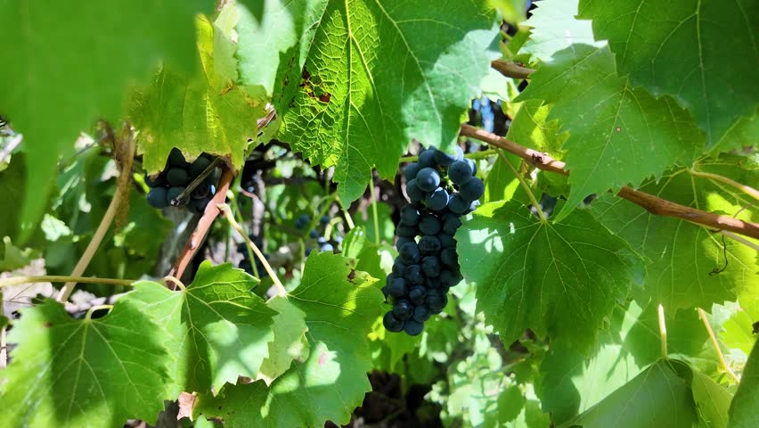 Ripe bunch of grapes. Dark blue grapes on a branch. Ripe grapes ready for harvesting.