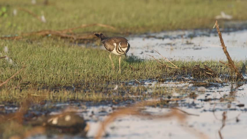 Killdeer (Charadrius vociferus) feeding on a large green insect at Shugru Reservoir in Lassen County, California.