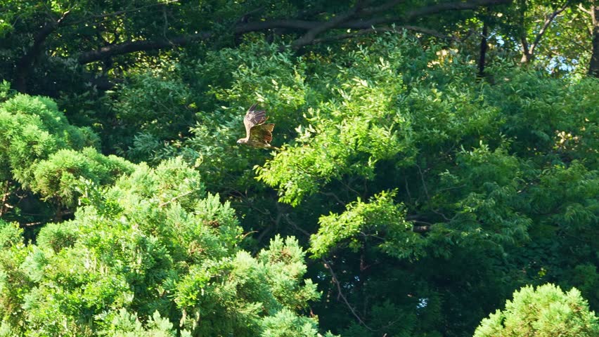 black kite is in a field