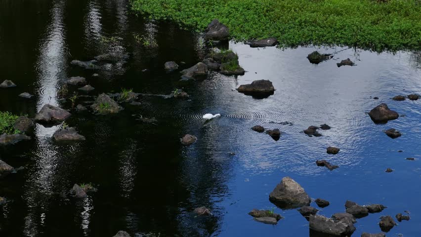 Turtles and White Birds in Shallow Rocky Water | 4k Wetlands