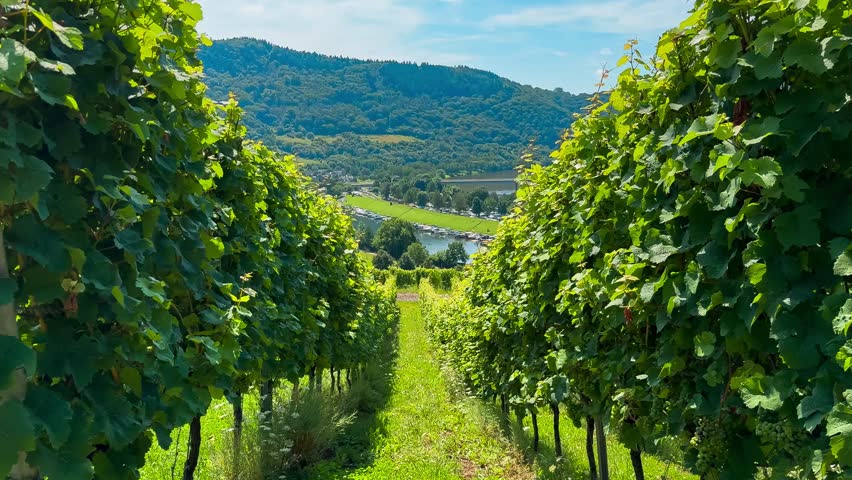 Grapes grow on the vineyard terraces of the Mosel River Valley. Wine region of Germany. High quality 4k footage