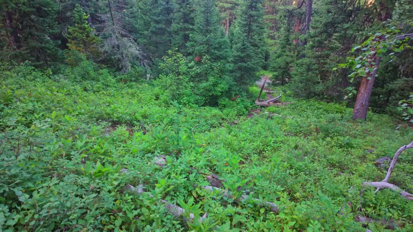 A beautiful view captures the valley of the Custer Gallatin National Forest from the mountains at sunrise
