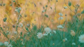 Wild Field Flowers Blooming at Golden Sunset Hour | Shallow Depth of Field Close-Up with Warm Orange Background | Delicate White Blossoms and Green Stems Macro Shot - Powered by Shutterstock - Get 15% off with code: PIKWIZARD15