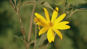 Yellow Jerusalem Artichoke Flower Blooming in Ukrainian Field | Single Wild Sunflower Close-Up with Blurred Green Background | Bright Golden Petals Macro Shot - Powered by Shutterstock - Get 15% off with code: PIKWIZARD15