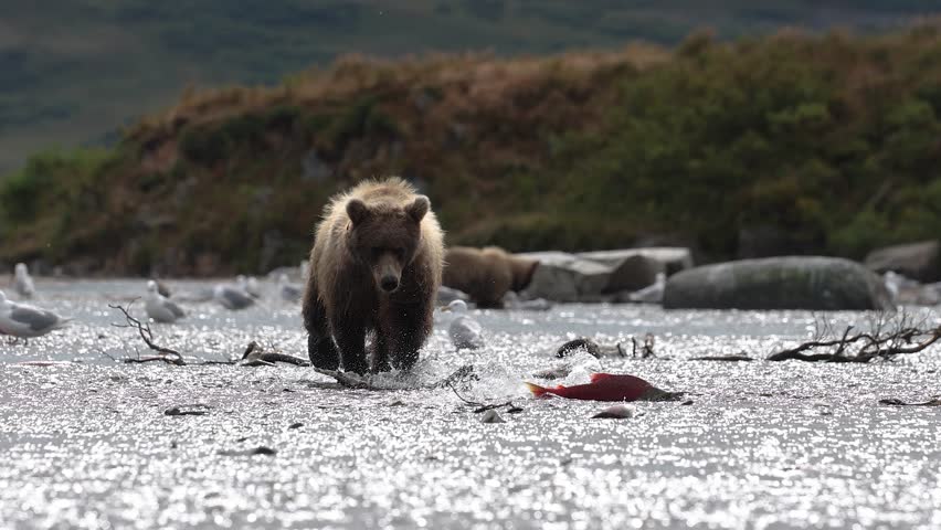 A brown bear fishing for salmon