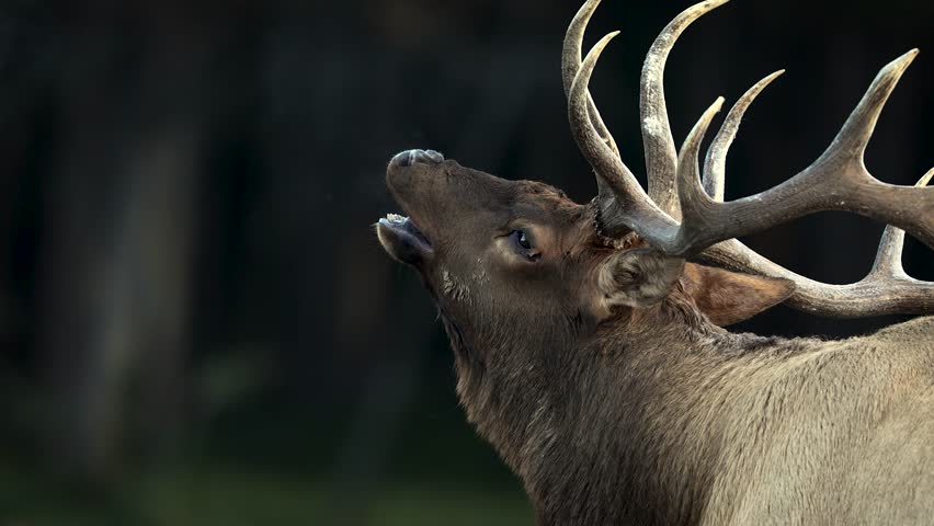 Bull elk bugling during the rut
