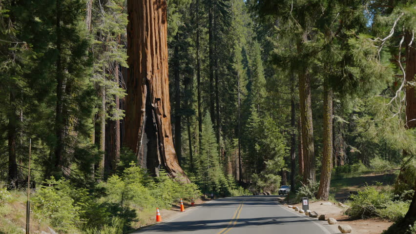 Big trees in the sequoia national park. The General Sherman Tree at Sequoia National Park. Sequoia National Park and Kings Canyon. Giant sequoia trees, forest trails, wooden fence and hiking trail