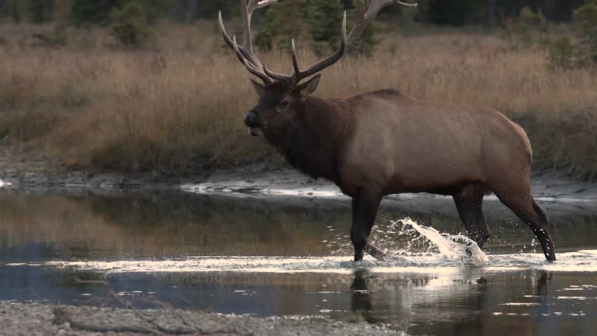 Bull elk bugling during the rut