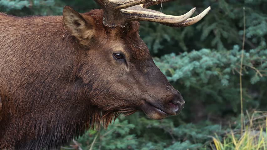 Bull elk bugling during the rut