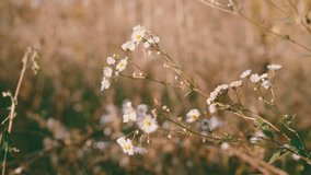 Small White Daisy Wildflowers Blooming in Golden Field | Shallow Depth of Field Macro Shot with Warm Bokeh Background | Delicate Wild Chamomile Blossoms Close-Up - Powered by Shutterstock - Get 15% off with code: PIKWIZARD15