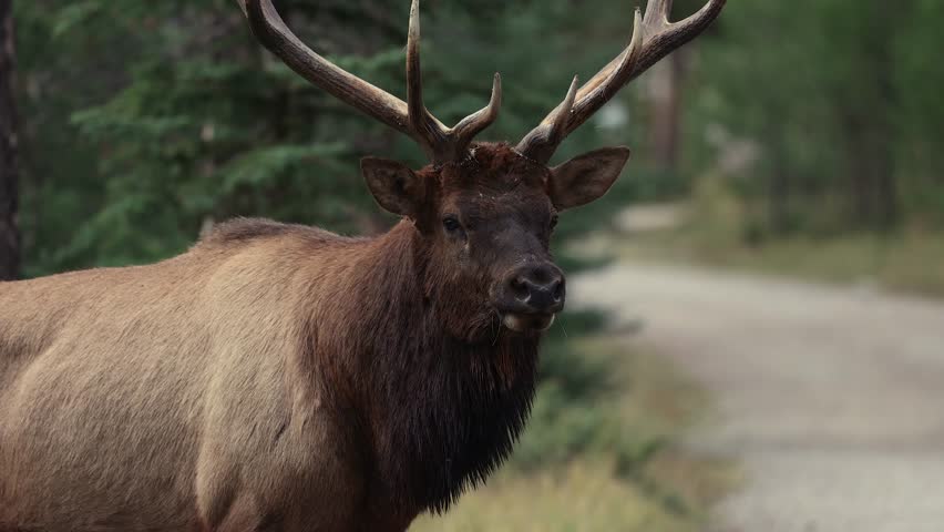 Bull elk bugling during the rut