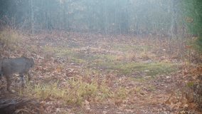 Small bobcat walks through an opening in the forest on a foggy late fall morning - Powered by Shutterstock - Get 15% off with code: PIKWIZARD15