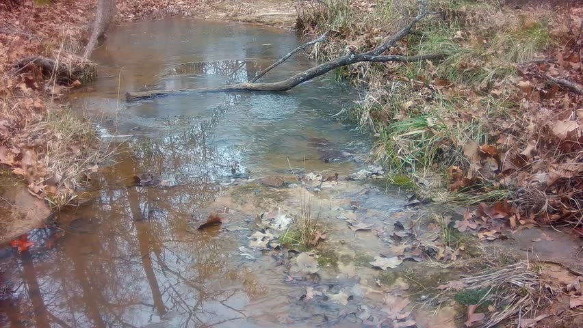 Red-winged Blackbird lands at a small, partially frozen creek to drink in winter, followed by the rest of the flock