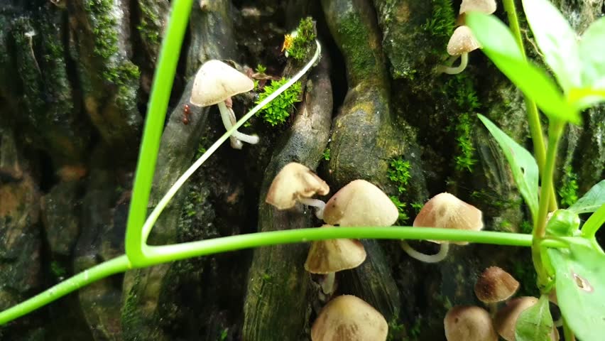 Macro close up of wild mushrooms growing on damp wood with green plants in natural forest environment