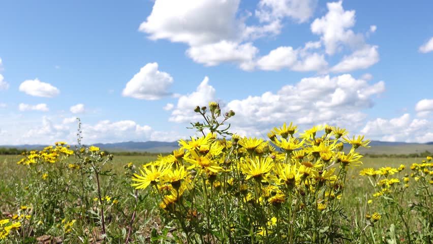 Yellow flowers under the blue sky. Scenic summer view	