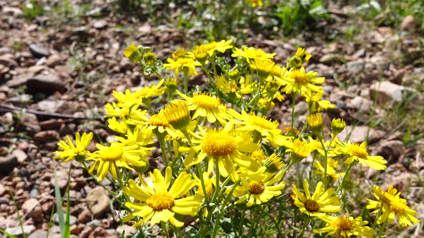 Yellow flowers under the blue sky. Scenic summer view	