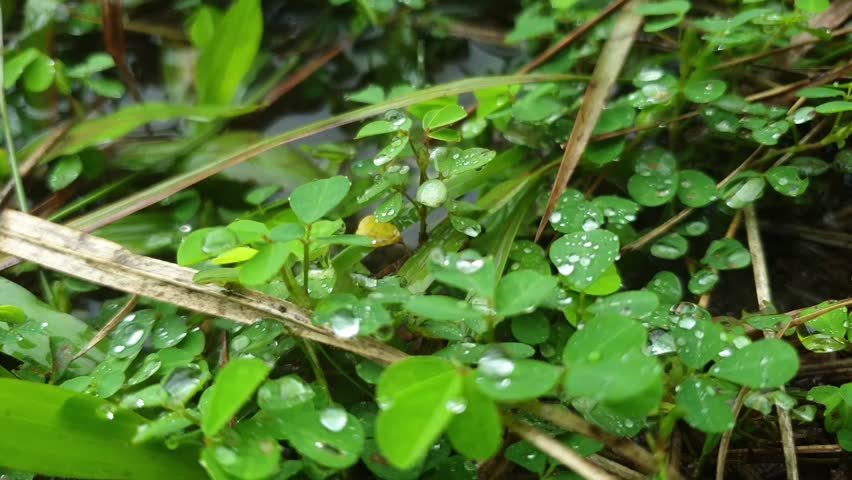 Close up green grass and clover leaves with fresh water droplets after rain in nature background
