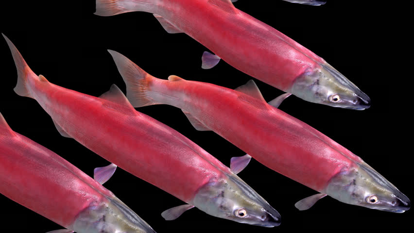 5 Sockeye Salmon Fishes - Swim Transition at Side Close Up View - Alpha Channel - Realistic naturalistic Full HD 3D animation isolated on transparent background
