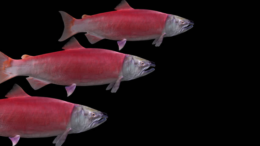 3 Sockeye Salmon Fishes - Swim Transition at Side Close Up View - Alpha Channel - Realistic naturalistic Full HD 3D animation isolated on transparent background