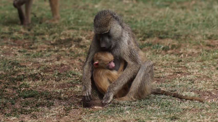 Baboon in Amboseli National Park, Africa 