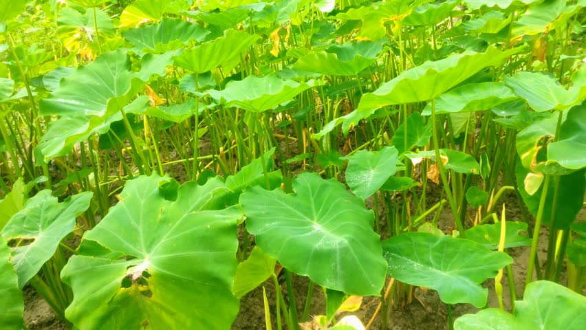 Taro plant garden with large green leaves swaying in the wind. Tropical farming and agriculture video perfect for village life, gardening, and nature projects.