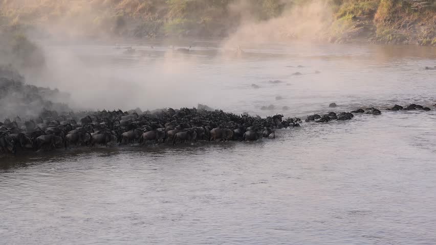 The great migration of wildebeest and zebra over the Mara River in Africa