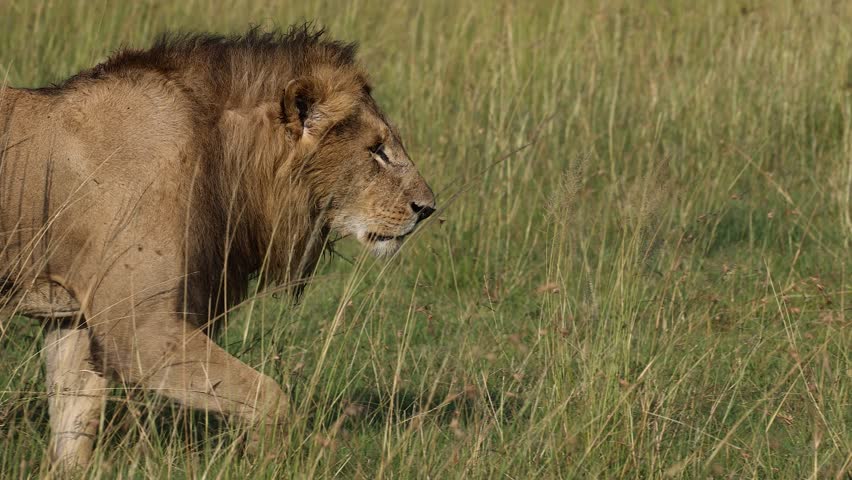 A lion in the Maasai Mara, Africa 