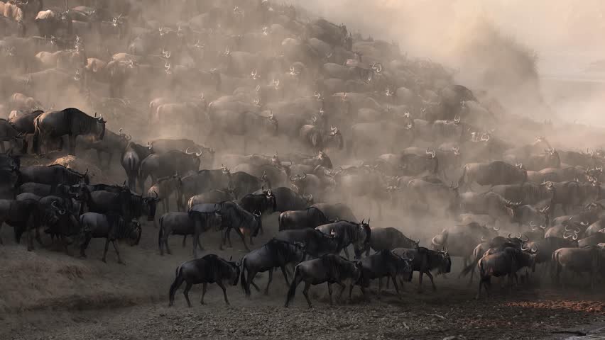 The great migration of wildebeest and zebra over the Mara River in Africa