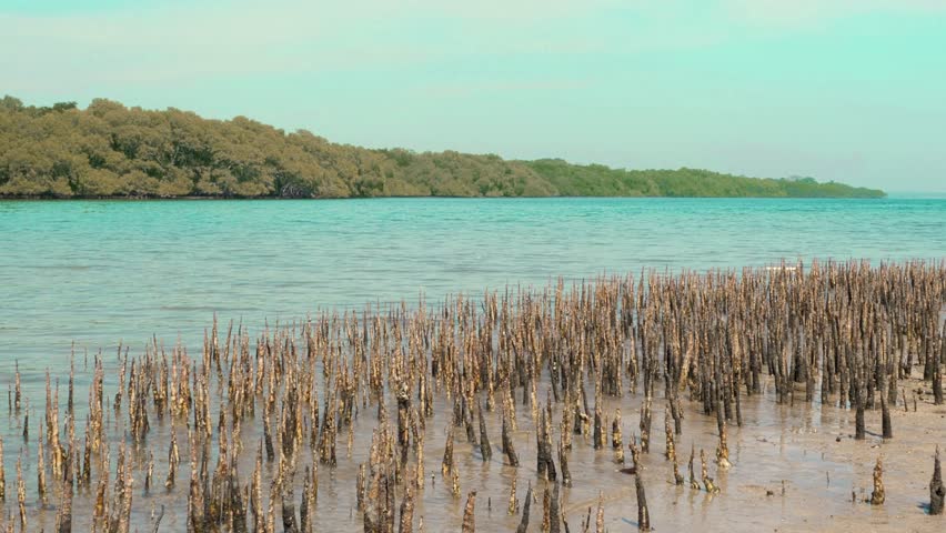 Newly grown mangrove trees on the coastline with a beautiful ocean and mountain backdrop in the Baluran National Park area. Coastal ecology concept.