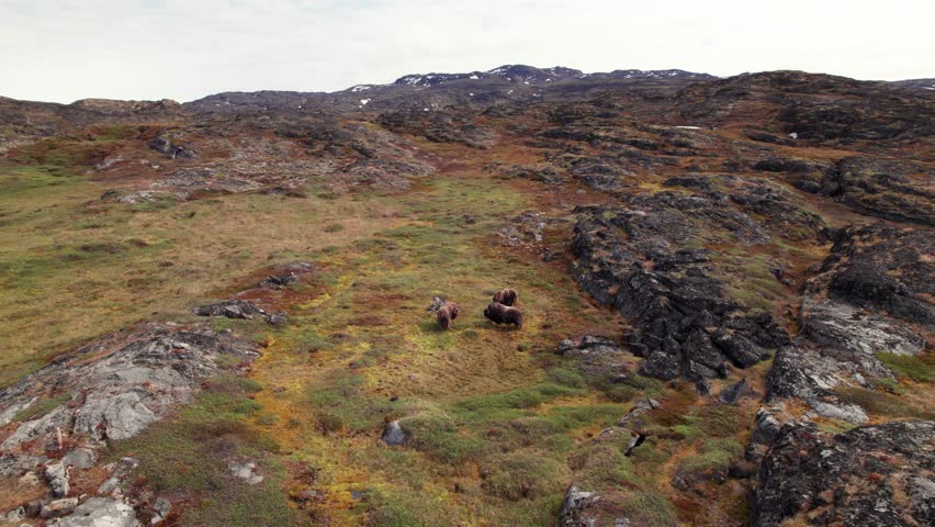 Rotating drone shot of a musk ox in Greenland, standing near the icy Arctic sea, highlighting wild tundra wildlife and the frozen northern landscape.