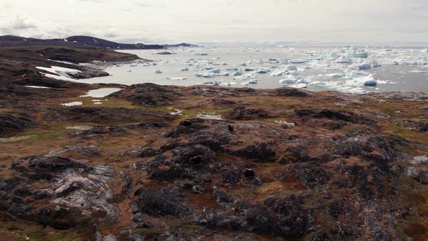 Pan down drone shot of a musk ox in Greenland, standing near the icy Arctic sea, highlighting wild tundra wildlife and the frozen northern landscape.