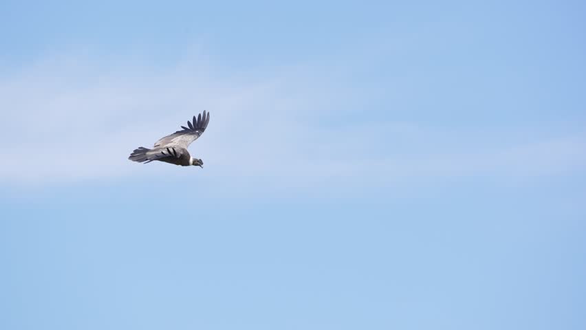 Majestic Andean condor flying high with powerful wings extended against a bright sky in the Andes