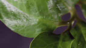 Green foliage. Organic botany. Blur exotic plant dew droplets on leaves swaying on purple color abstract nature tropical background. - Powered by Shutterstock - Get 15% off with code: PIKWIZARD15
