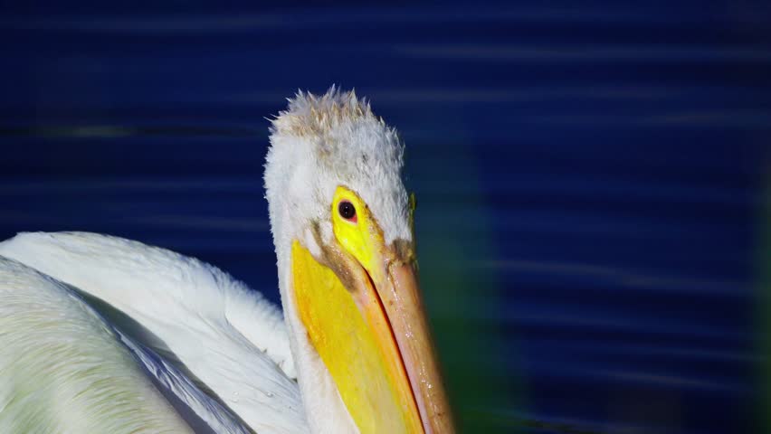 White Pelican in Tranquil Lake Edmonton