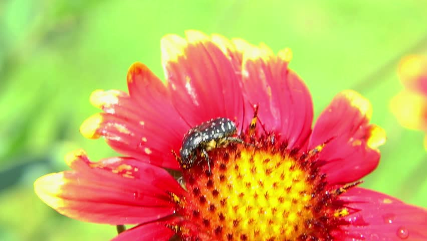 Close -up, a black beetle eats a flower nectar in red with a bright -yellow center in the daylight, showing interaction with insects with flowering flora in sunlight