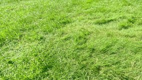 Water balloon explodes above green grass, captured in slow motion, droplets scatter in multiple directions under daylight, dynamic scene of splash and motion - Powered by Shutterstock - Get 15% off with code: PIKWIZARD15