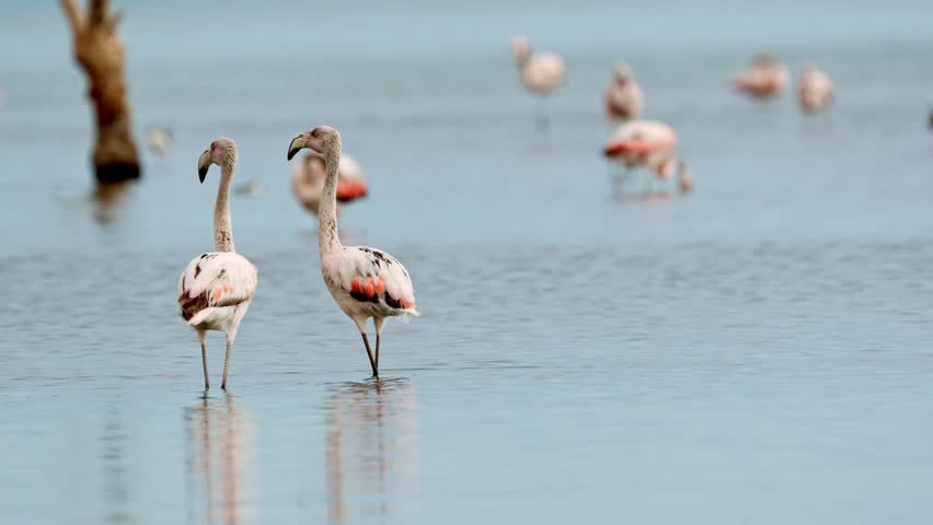 Chilean flamingos wading and feeding in shallow waters with reflections at Ansenuza National Park, Córdoba, Argentina.