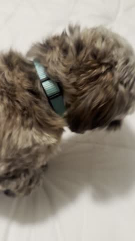 A small dog (Shorkie) playfully steals a sock and darts around the room while the owner tries to retrieve it. High-energy, humorous moment showcasing classic dog mischief and household pet behavior. 
