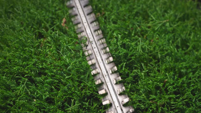 Close-up of electric hedge trimmer blades shaping ornamental shrub. Professional landscape design work creating precise topiary forms in garden.