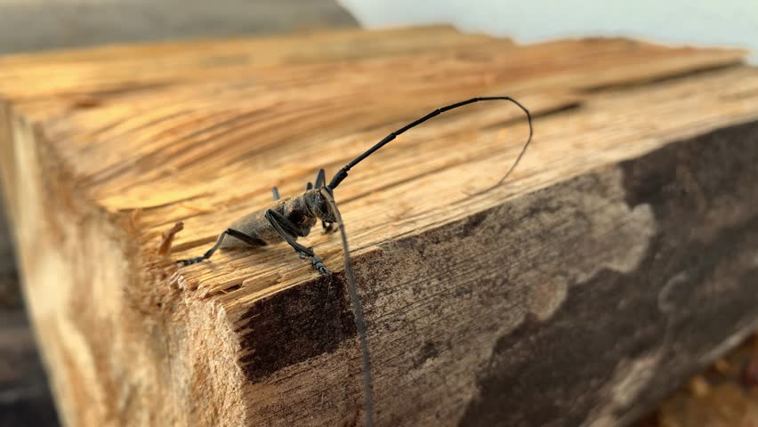 A longhorn beetle with large curved antennae sits on a log against a white wall. close-up