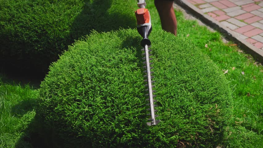 Close-up of electric hedge trimmer blades shaping ornamental shrub. Professional landscape design work creating precise topiary forms in garden.