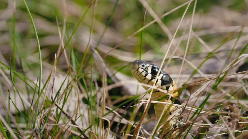 Close-Up of Common Grass Snake in Spring Forest with Moss and Grass