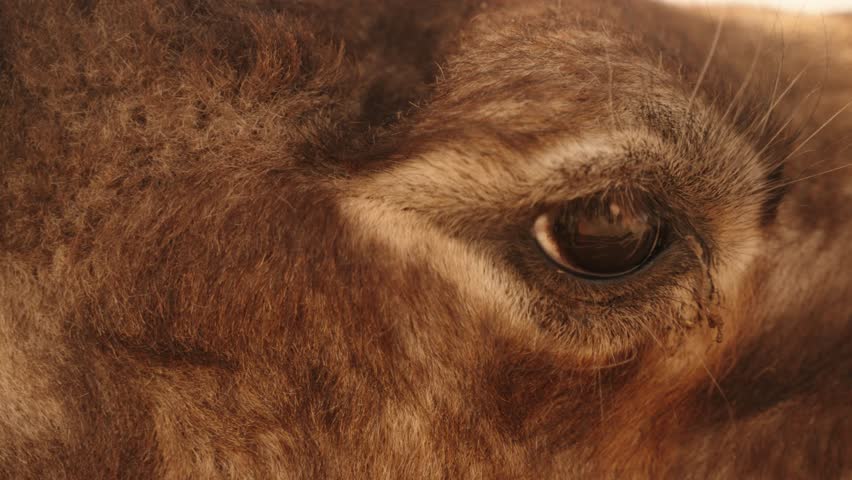 Macro close-up of a camel eye, showing fine details of fur and lashes in Sahara