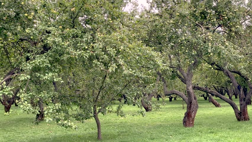 Panorama of an apple orchard and a lonely bicycle (4K60)