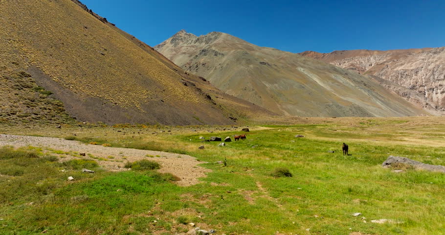 Wild horses roam a high Andean valley in Cajon del Maipo, Chile, under clear skies, forward aerial.