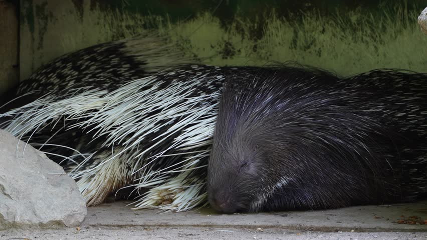 The Indian crested Porcupine, Hystrix indica or Indian porcupine is a large species of hystricomorph rodent belonging to the Old World porcupine family, Hystricidae