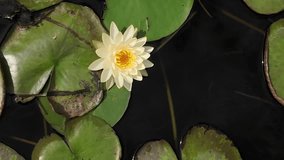 Beautiful 4K video of a pure white lotus flower blooming in a serene pond, peaceful water lily nature scenery, ideal footage for meditation, spa, wellness, travel and documentary projects - Powered by Shutterstock - Get 15% off with code: PIKWIZARD15