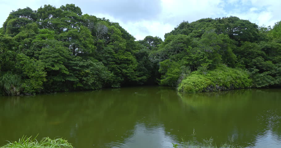 A tranquil spot at Nago City Zoo: ponds and lush vegetation